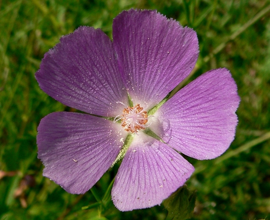 {Callirhoe pedata}